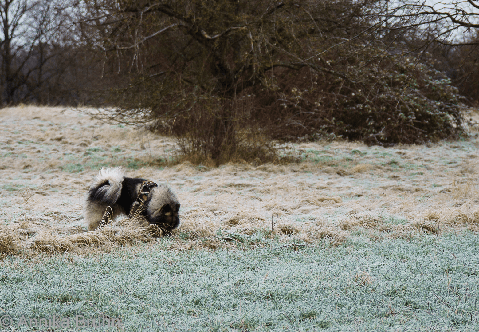 Mh, sind hier die Schmeckis